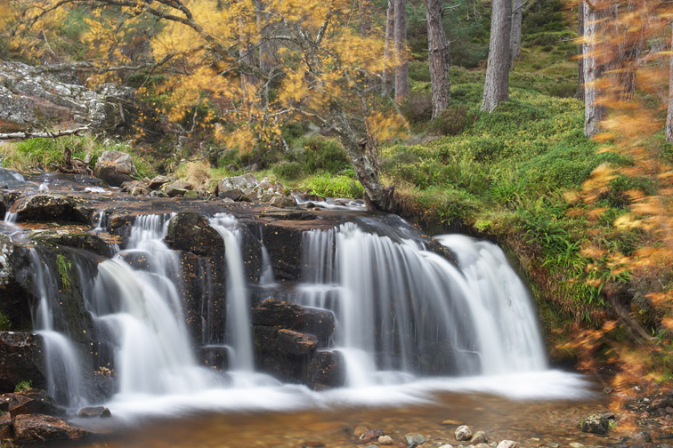 Upland highland stream running through Caledonian pine forest, Glenfeshie, Cairngorms National Park, Scotland. October. 